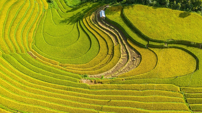 les champs de riz en terrasses du Nord-Ouest, Vietnam